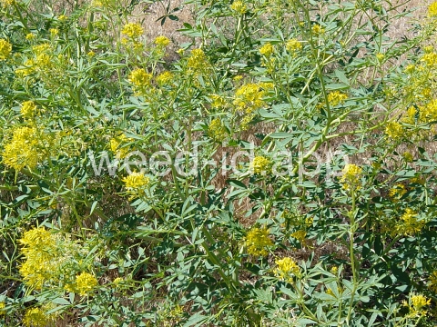 beeplant, yellow